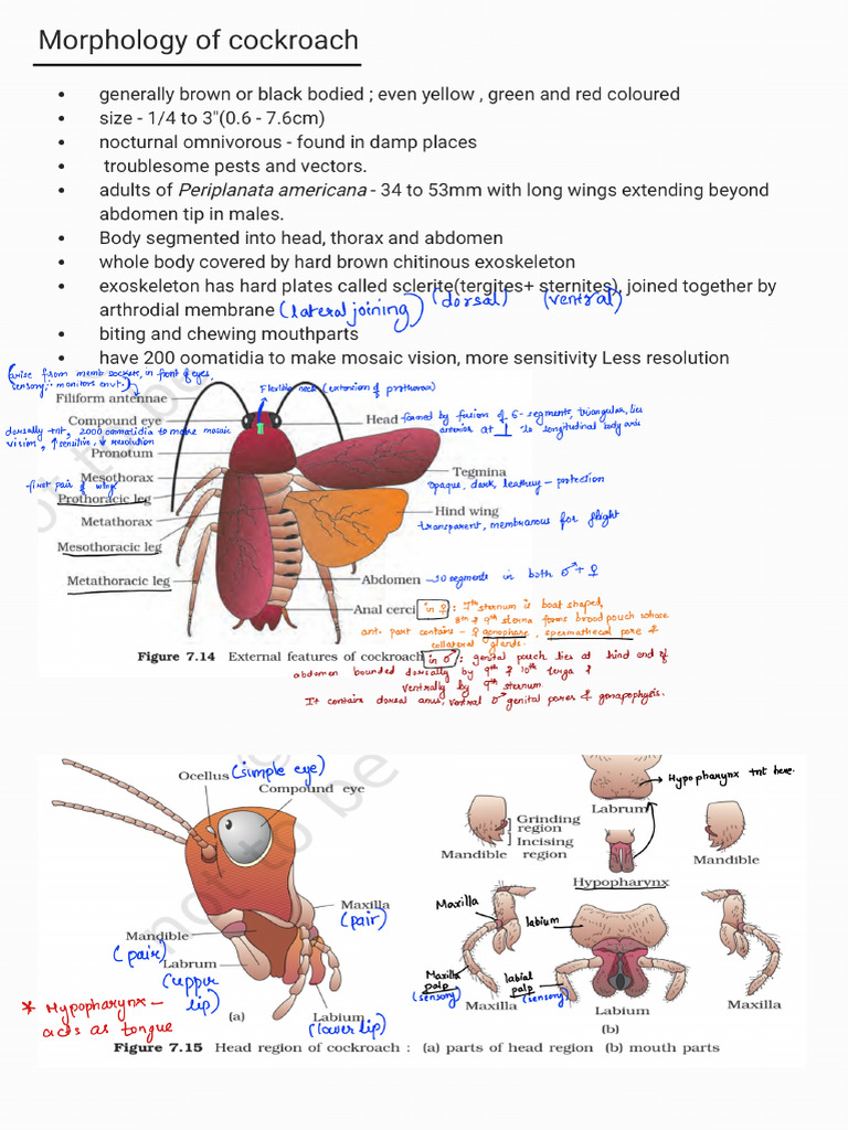 Morphology of Cockroach - 240806 - 154017 | PDF