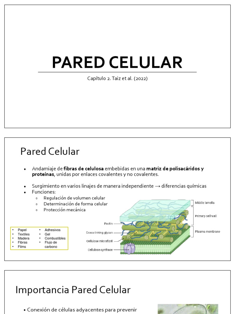 Estructura y Función de la Pared Celular | PDF | Pared celular ...