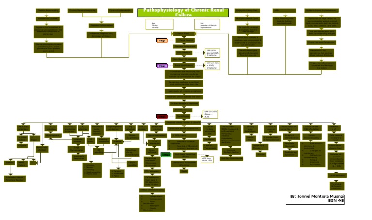 Chronic Renal Failure Pathophysiology | PDF | Kidney | Renal Function
