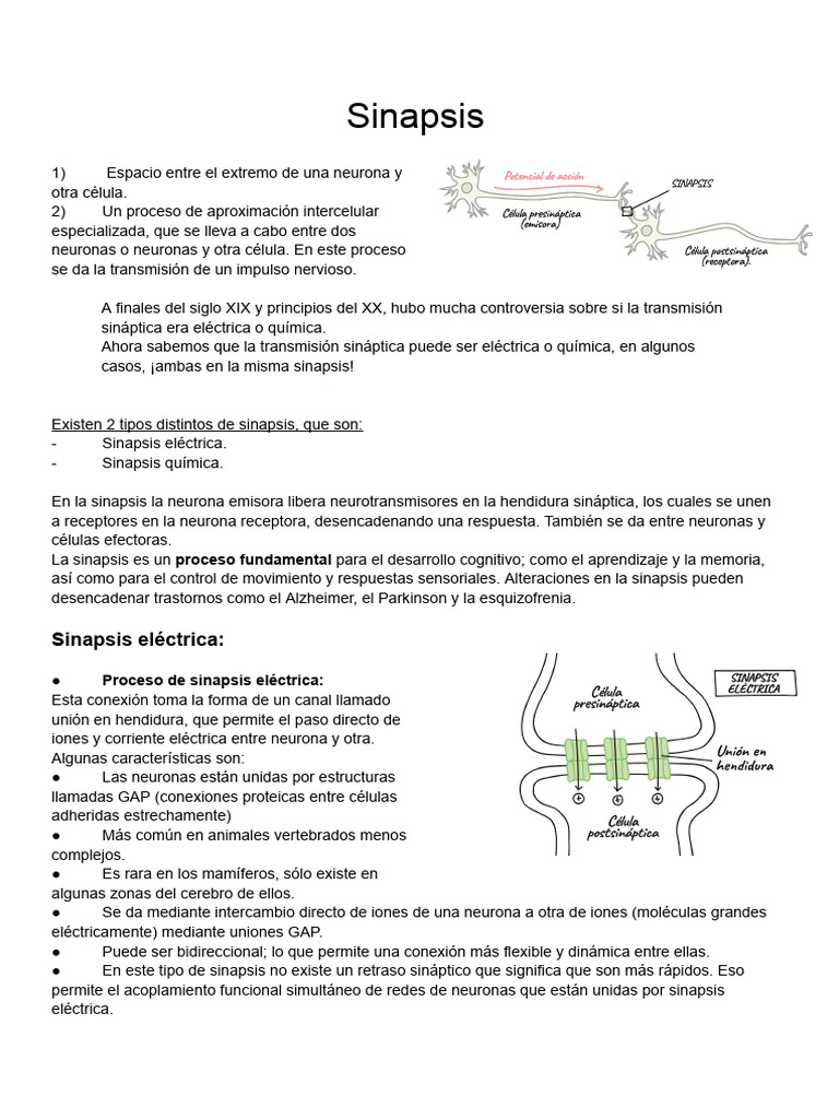 Resumen Sinapsis | PDF | Sinapsis | Sinapsis química