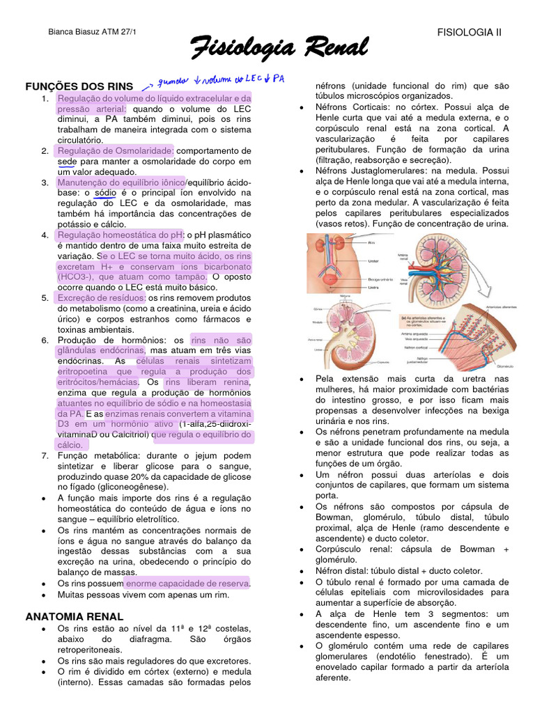Funções e Anatomia dos Rins | PDF | Rim