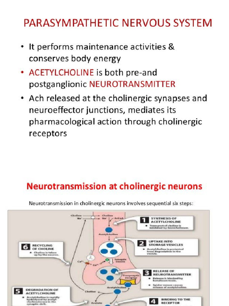 WHAT ARE PARASYMPATHETIC DRUGS intelligence overview