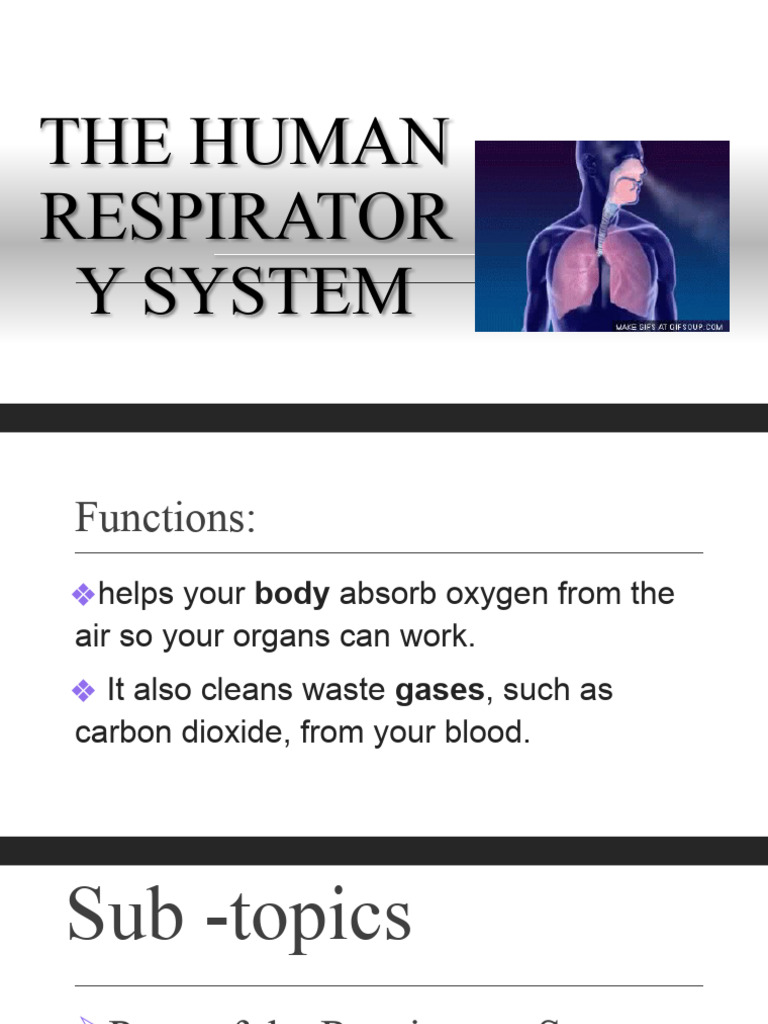 The Human Respiratory and Circulatory System | PDF | Respiratory Tract ...