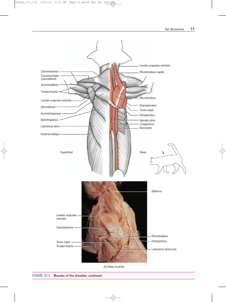 Cat Dissection Guide | PDF