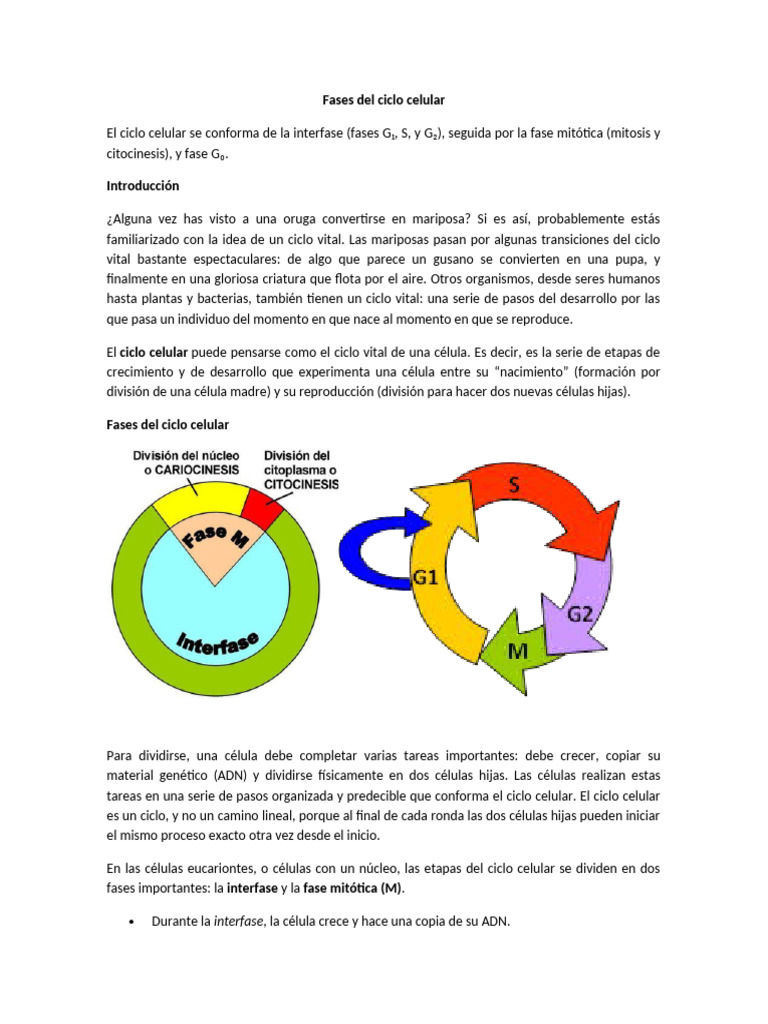 Fases del Ciclo Celular Explicadas | PDF | Mitosis | Ciclo celular