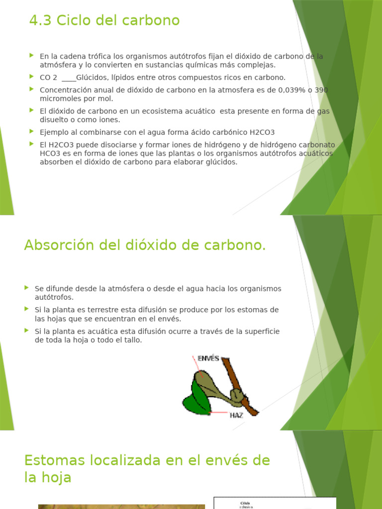 Ciclo del Carbono y Metanogénesis | PDF | Archaea | Combustión