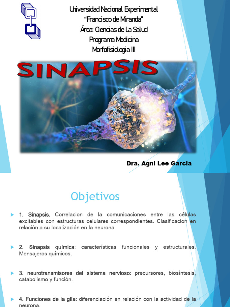 Tema 3 | PDF | Sinapsis | Neurona