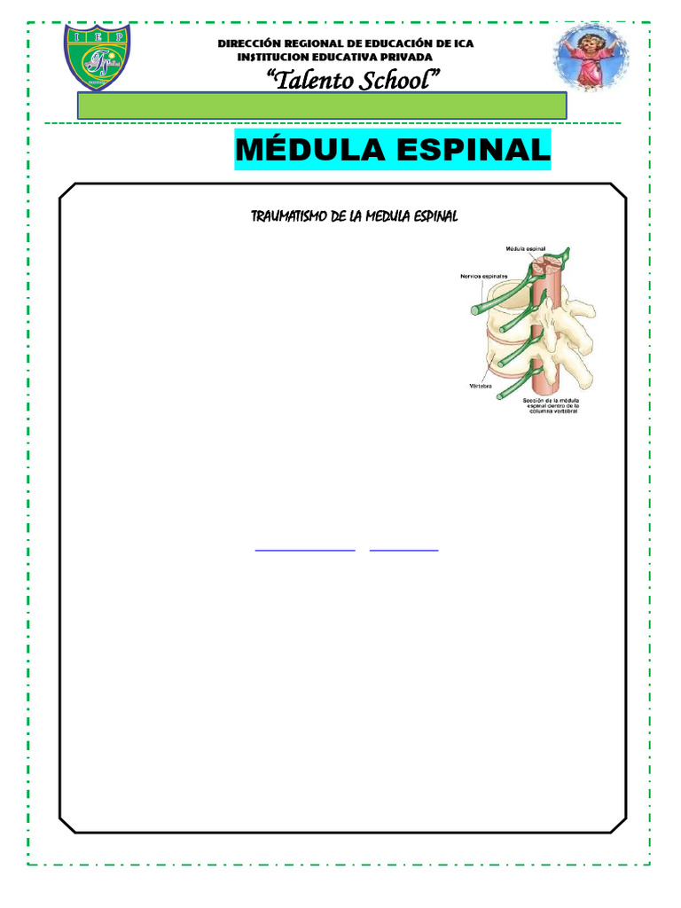 Medula Espinal 3ro Prim Pdf Médula Espinal Hueso