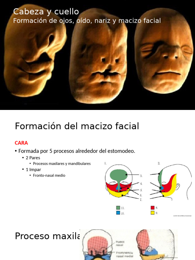 Formación del macizo facial y nariz | PDF | Lengua | Nariz humana