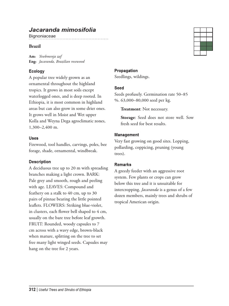 Jacaranda mimosifolia Overview | PDF | Home & Garden | Technology ...
