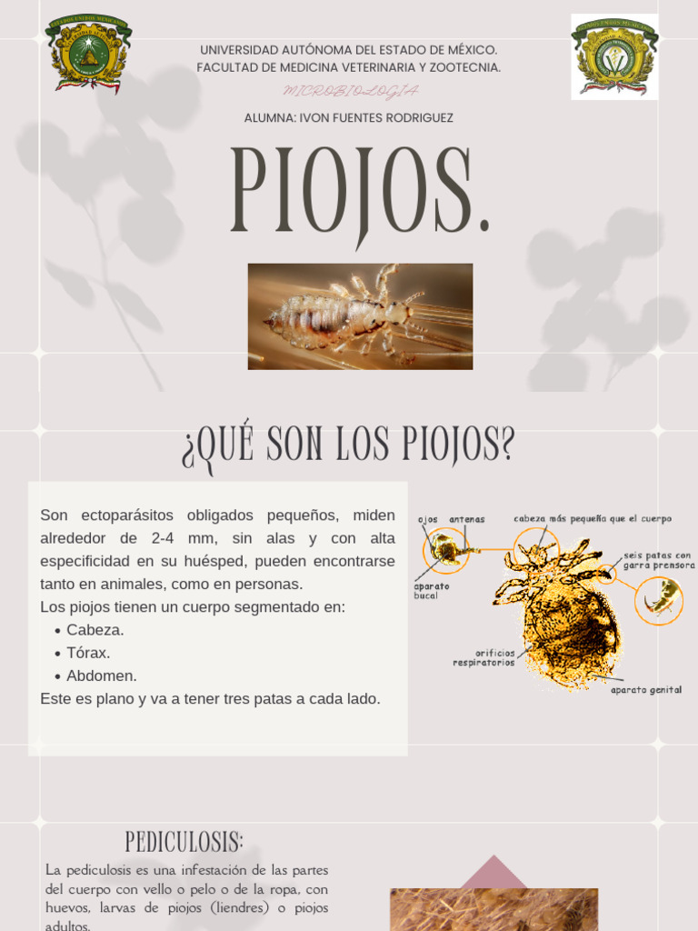 piojos-pdf-insectos