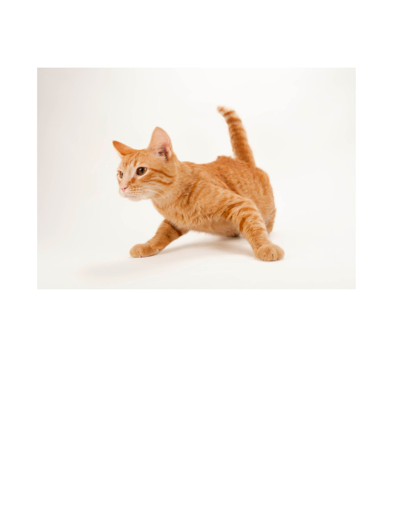 Cat 2 | PDF