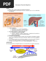 Funciones del Hígado y Riñones en Salud | PDF | Riñón | Metabolismo
