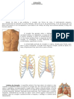 Anatomia Coracao