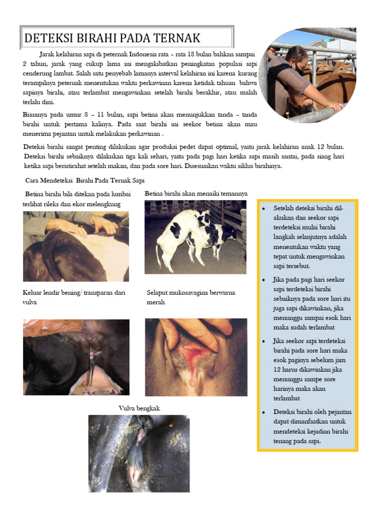 Deteksi Birahi Sapi Betina yang Efektif | PDF