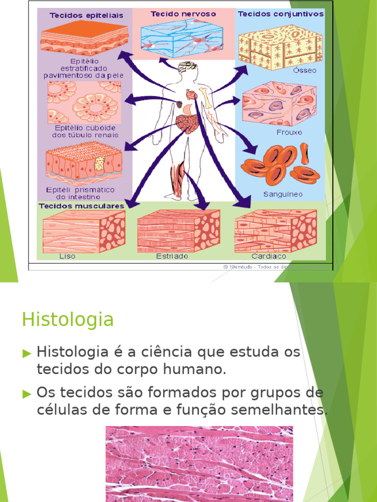 Introdução Aos Tecidos-Do-Corpo-Humano. | PDF | Músculo | Epitélio, image size:768x1024