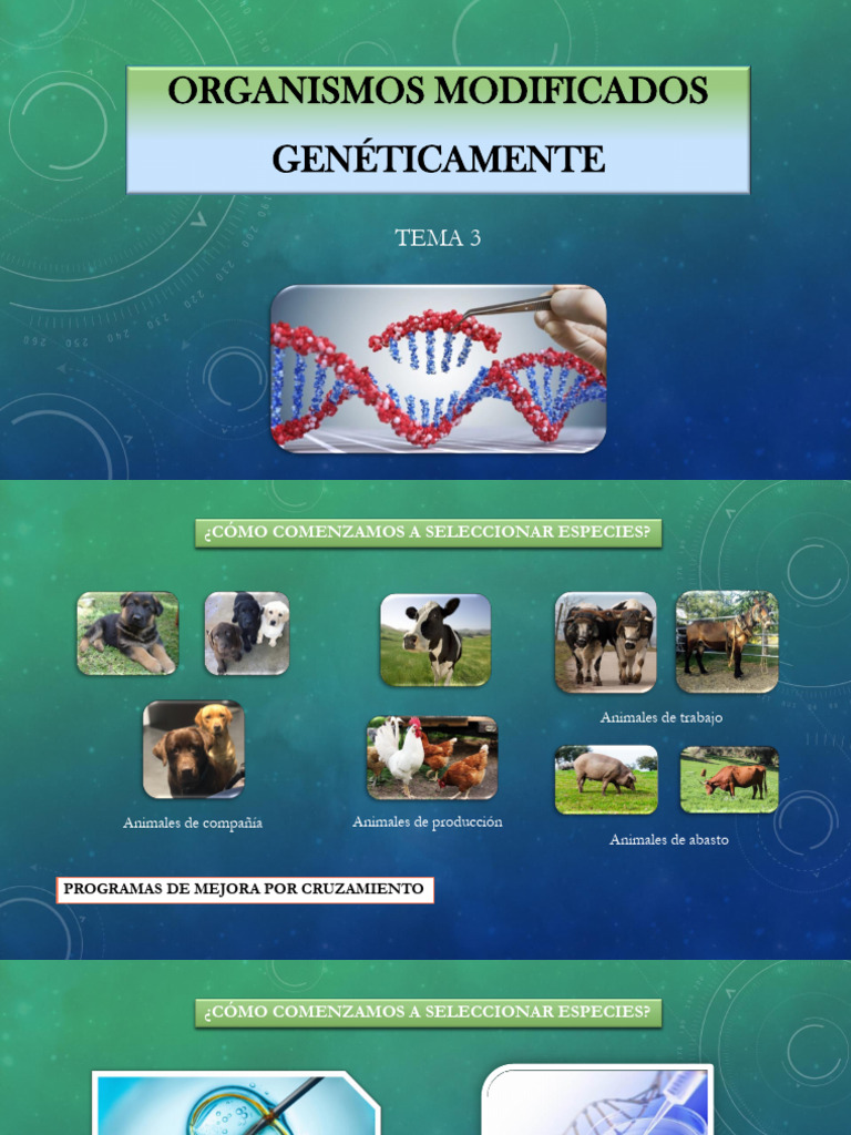 Tema 3. Organismos Modificados Genéticamente | PDF | Transgen | Gene