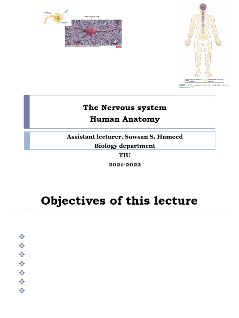 Nervous System Overview for Students | PDF | Neuron | Axon