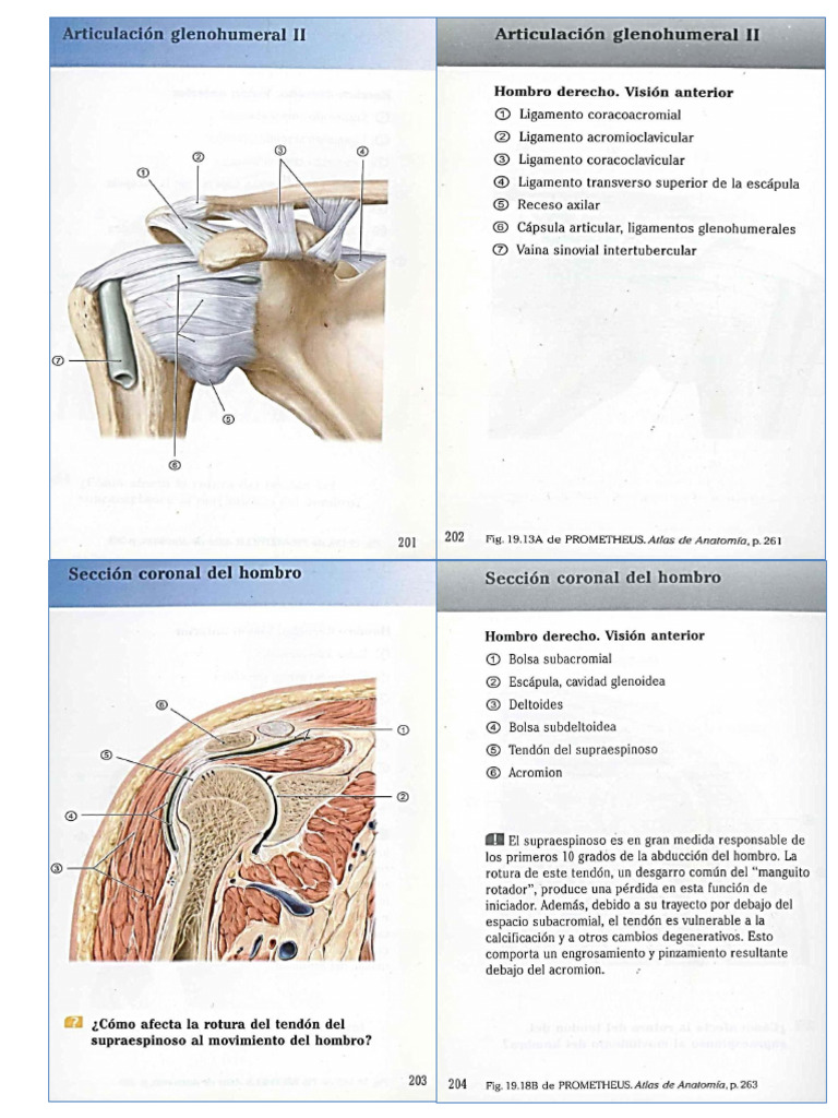 Primera Parte | PDF