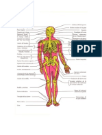 ACUPUNCTURA P. P. VIII de La Ferriere Apostol Tantrismo