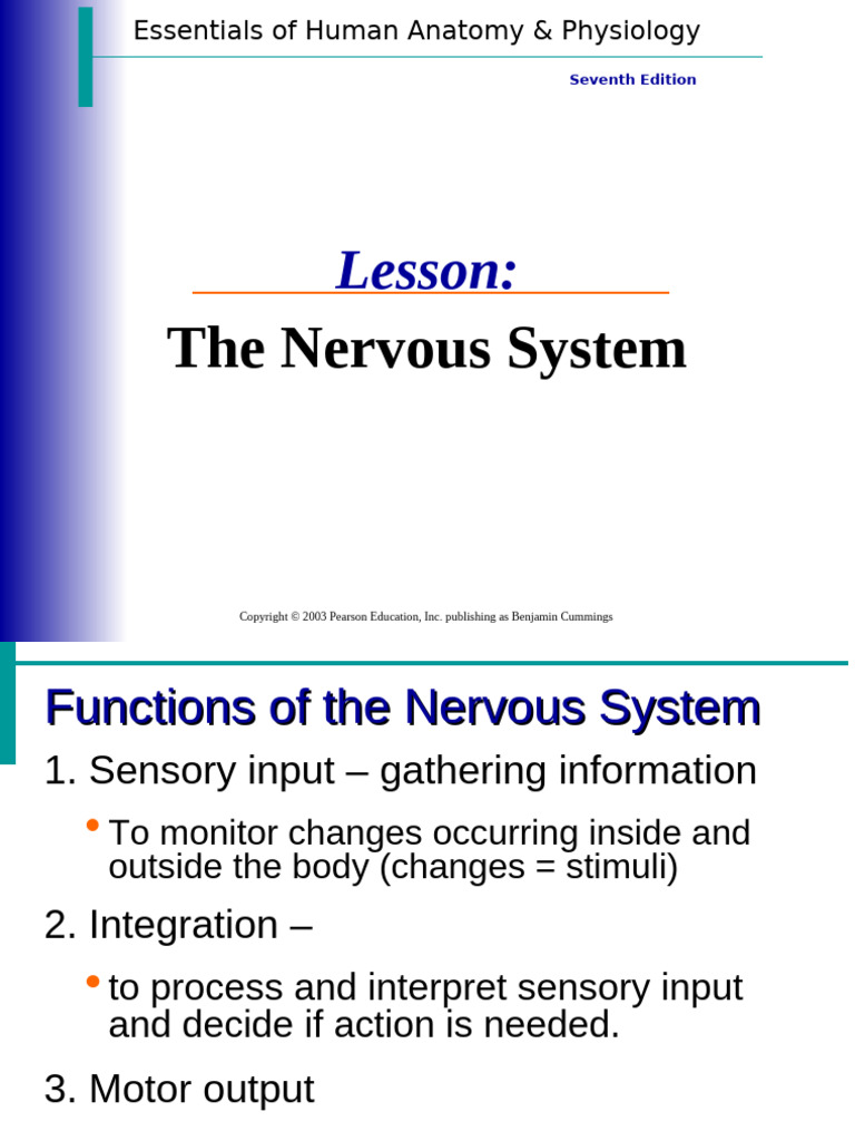 The Nervous System | PDF | Cerebrum | Axon