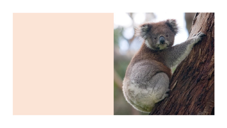 Koala | PDF