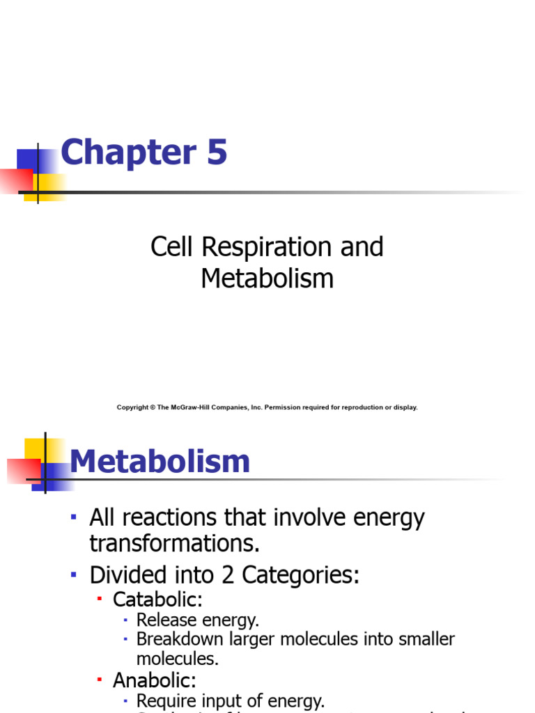 chapter05 (1) | PDF | Cellular Respiration | Glycolysis