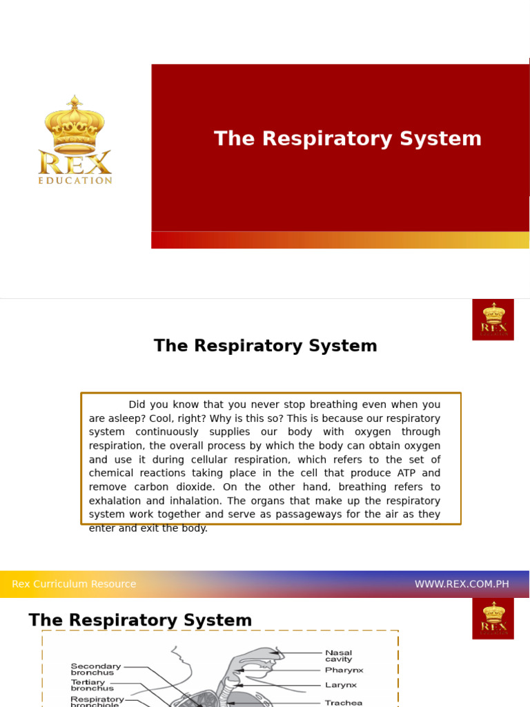 The+Respiratory+System Lesson 2 | PDF | Respiratory Tract | Respiratory ...