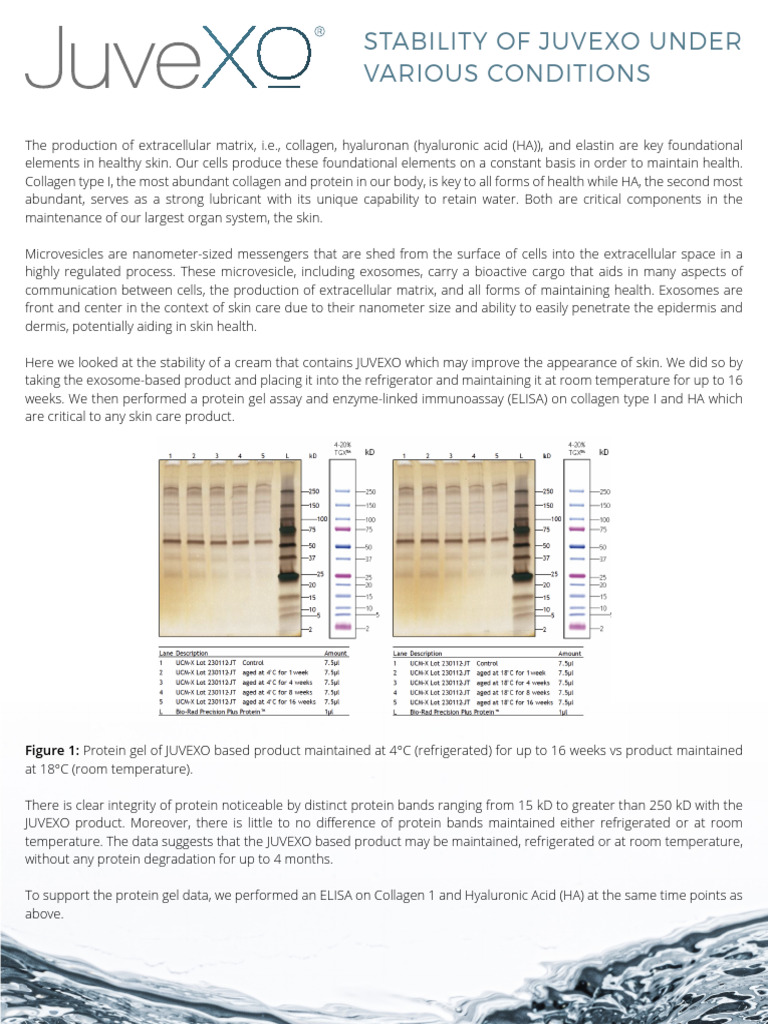 Stability of JUVEXO in Skin Care | PDF | Skin | Extracellular Matrix