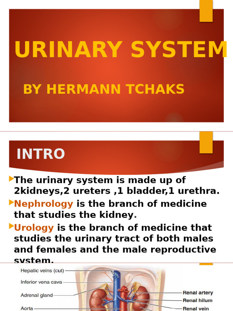 Urinary System | PDF