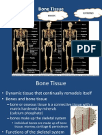 Bone Presentation Concept