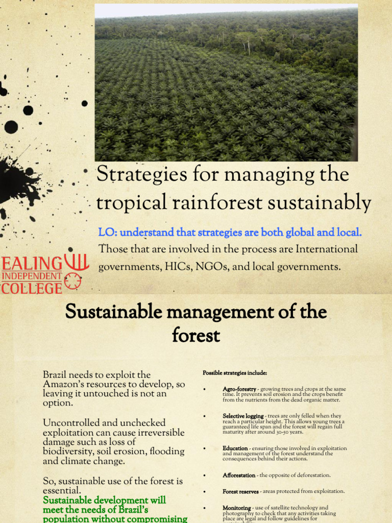 Tropical Rainforest 6 | PDF