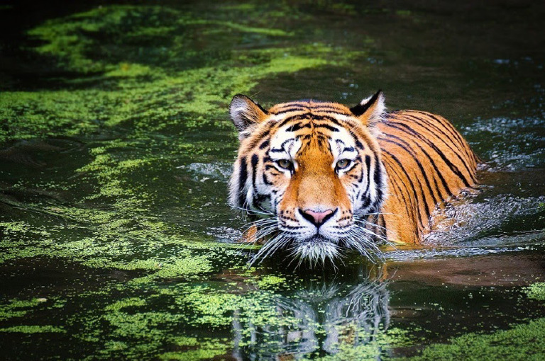 Tigers River | PDF