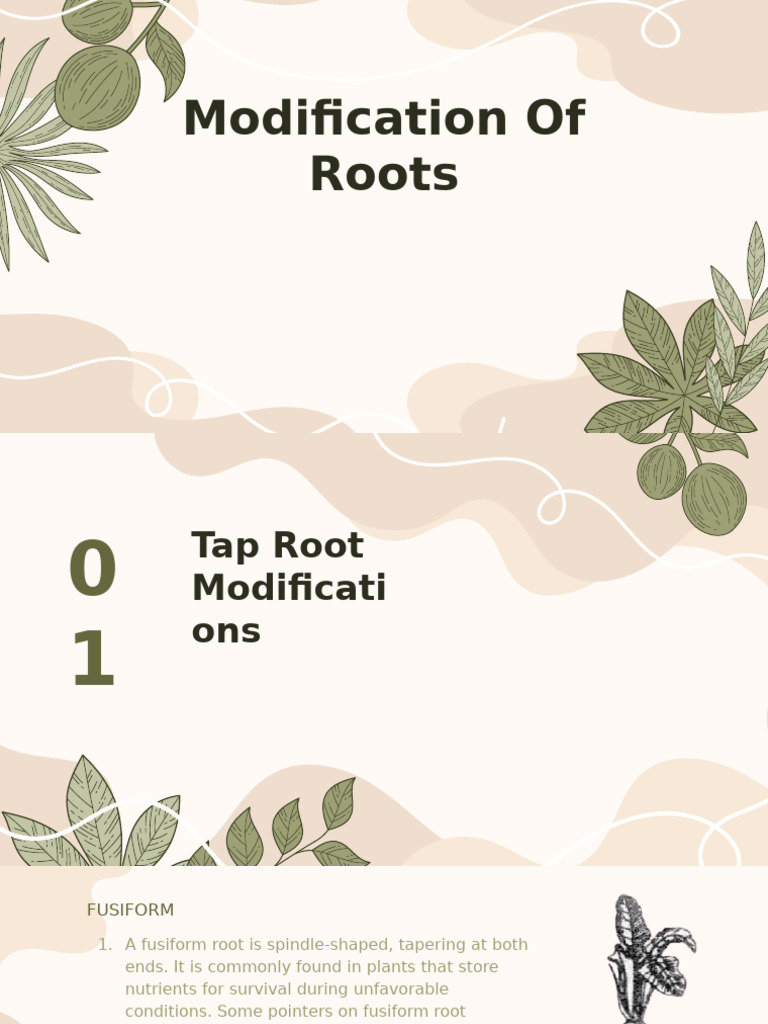 Modif. of Roots (Edited) | PDF