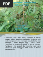 KARYA ILMIAH tumbuhan putri malu