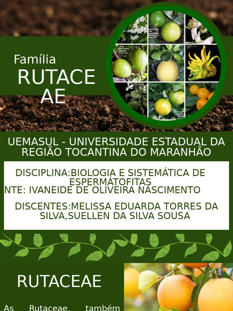 Rutaceae | PDF