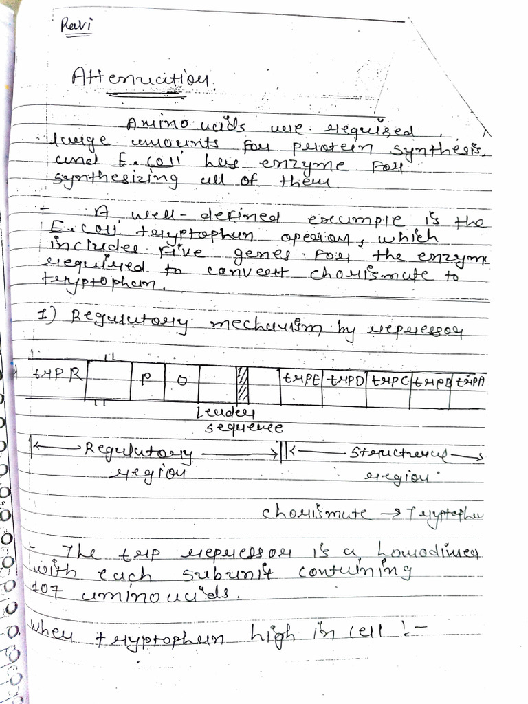 Tryptophan Operon | PDF