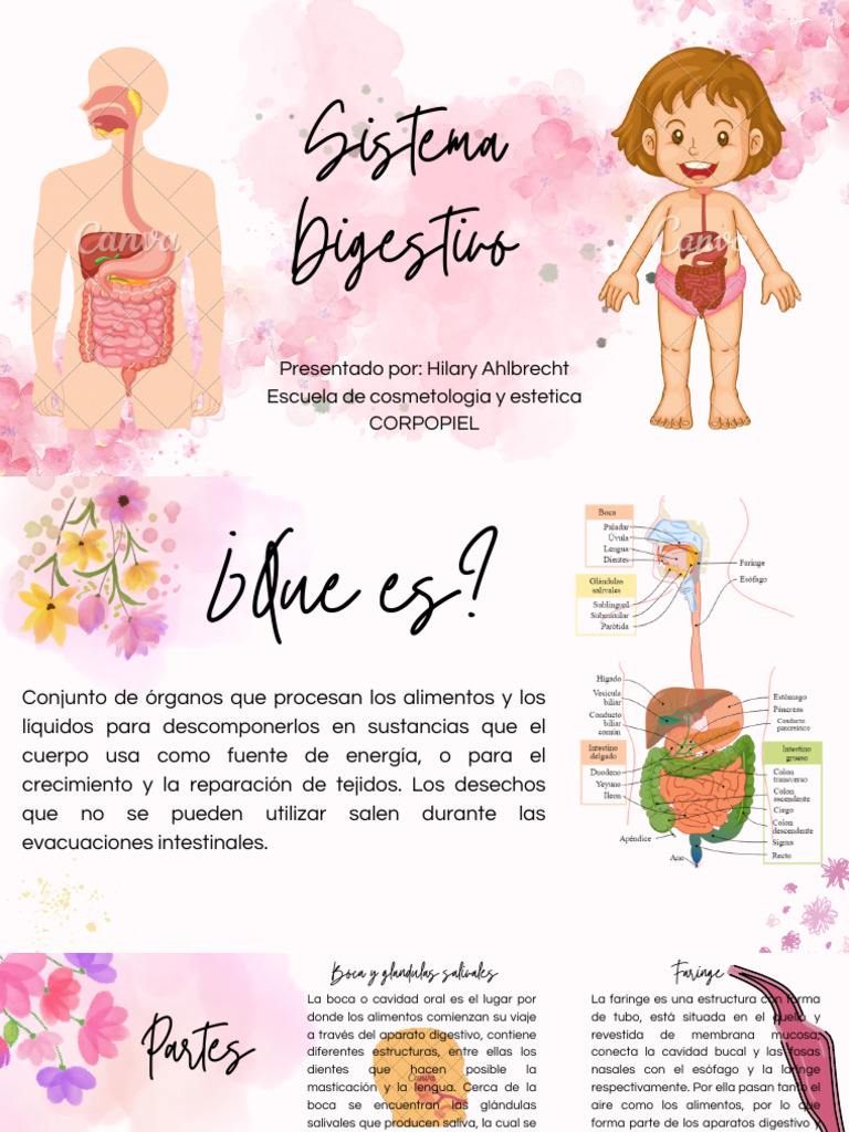Diapositiva Sistema Digestivo Pdf
