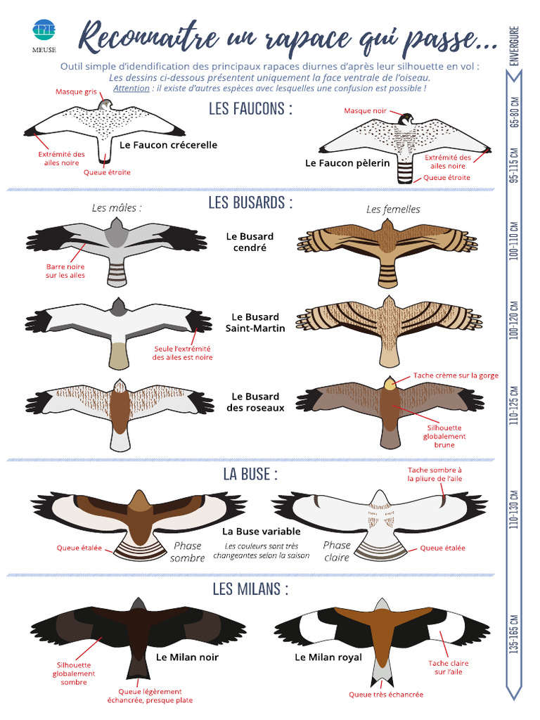 Outil Identification Rapaces Diurnes PDF — free download