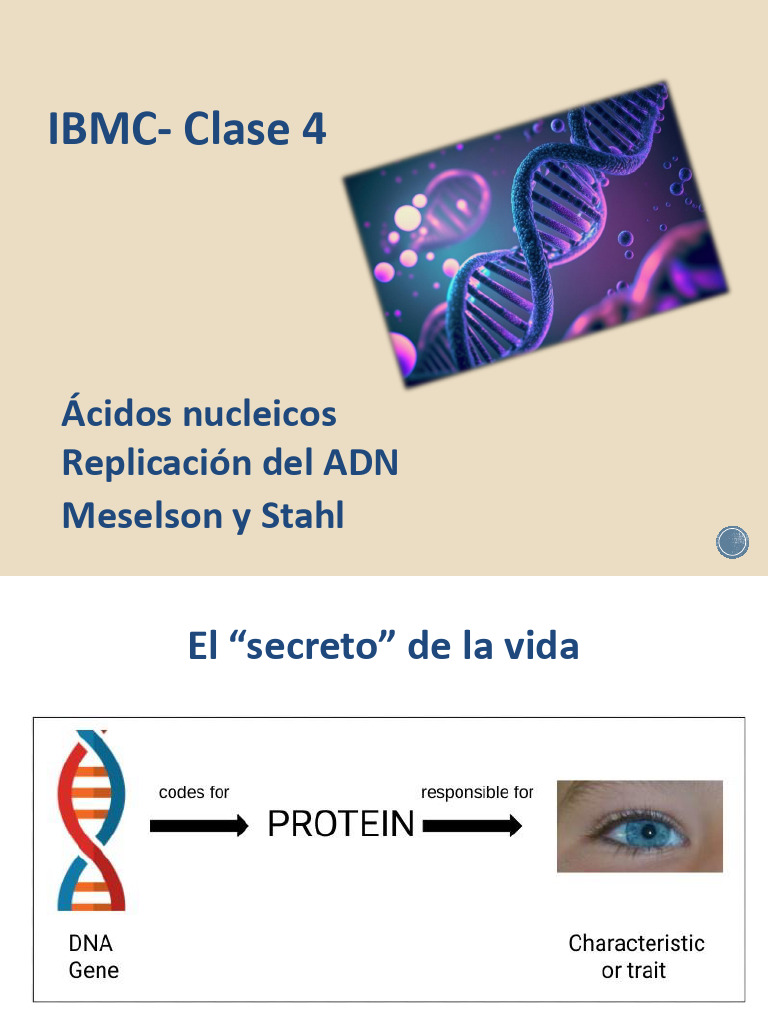 Replicación del ADN: Proceso y Enzimas | PDF | Adn | Replicación De Adn