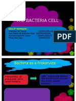 The Bacteria Cell