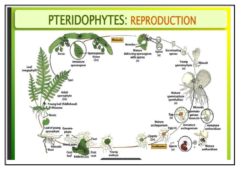 Pteridophytes | PDF