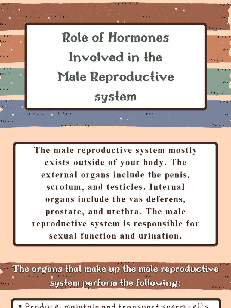 Role of Hormones Involved in The Male Reproductive Sysytem | PDF