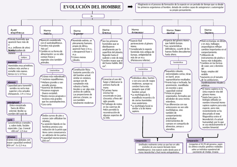 Mapa Conceptual de La Evolucion Del Hombre | PDF