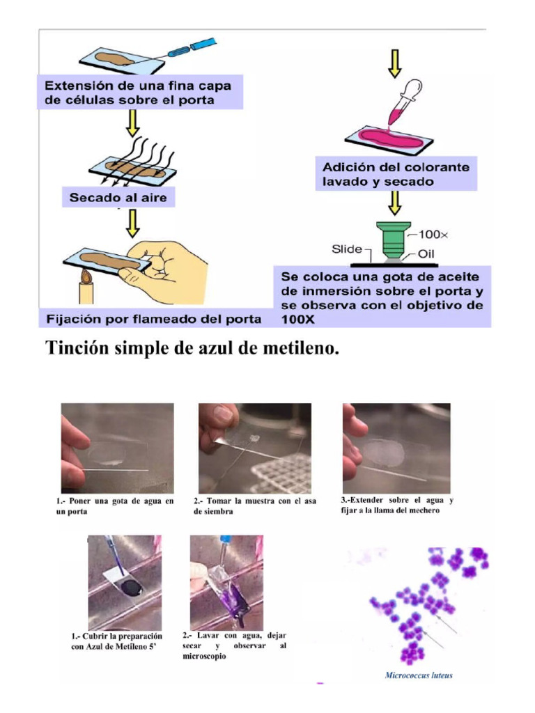 Esquema de Tinción Simple - Azul de Metileno | PDF
