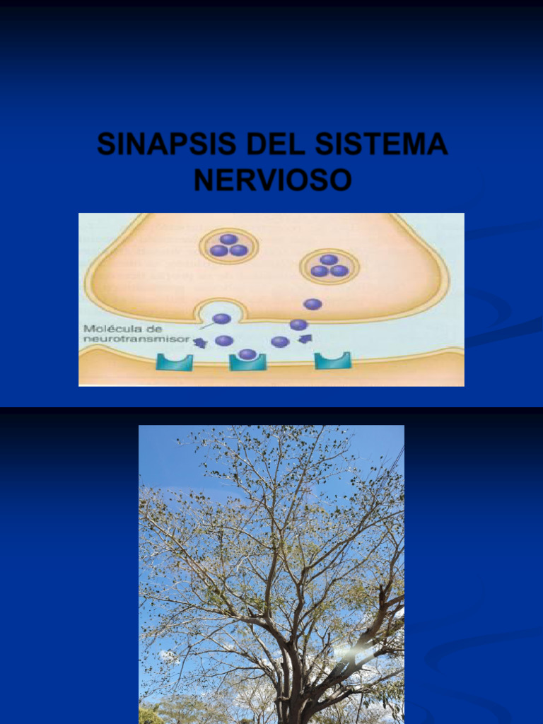 Sinapsis Del Sistema Nervioso (Completa) | PDF