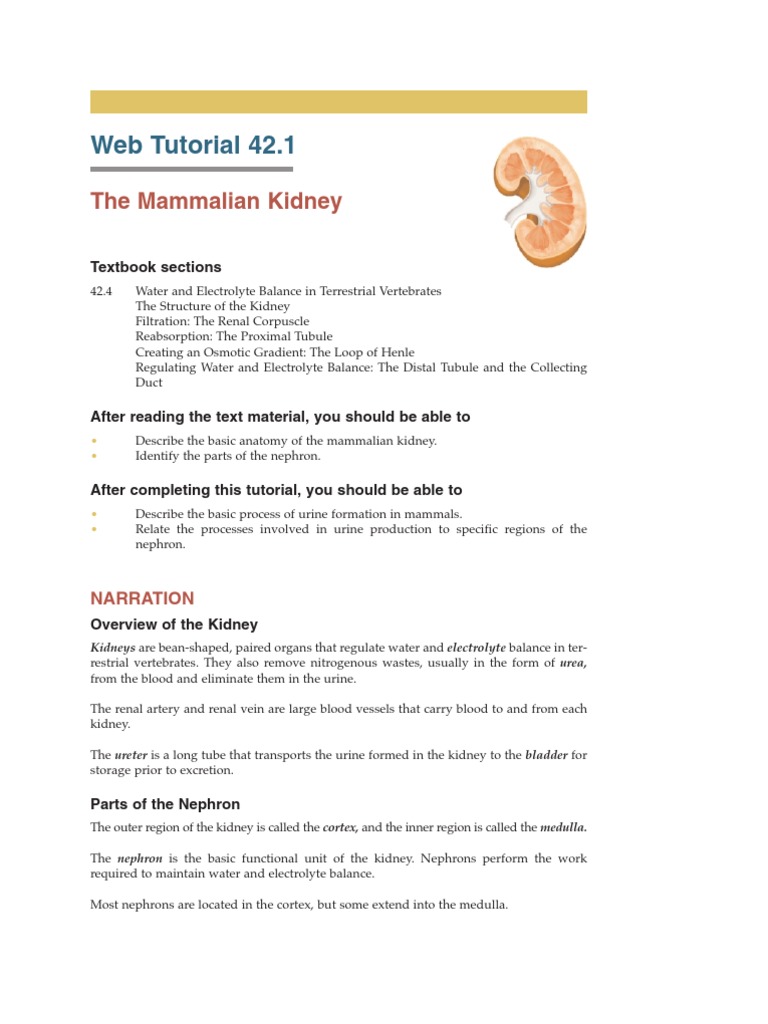Kidney Notes Kidney Endocrine System