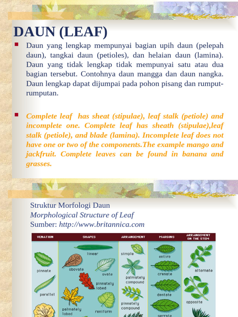 Daun | PDF