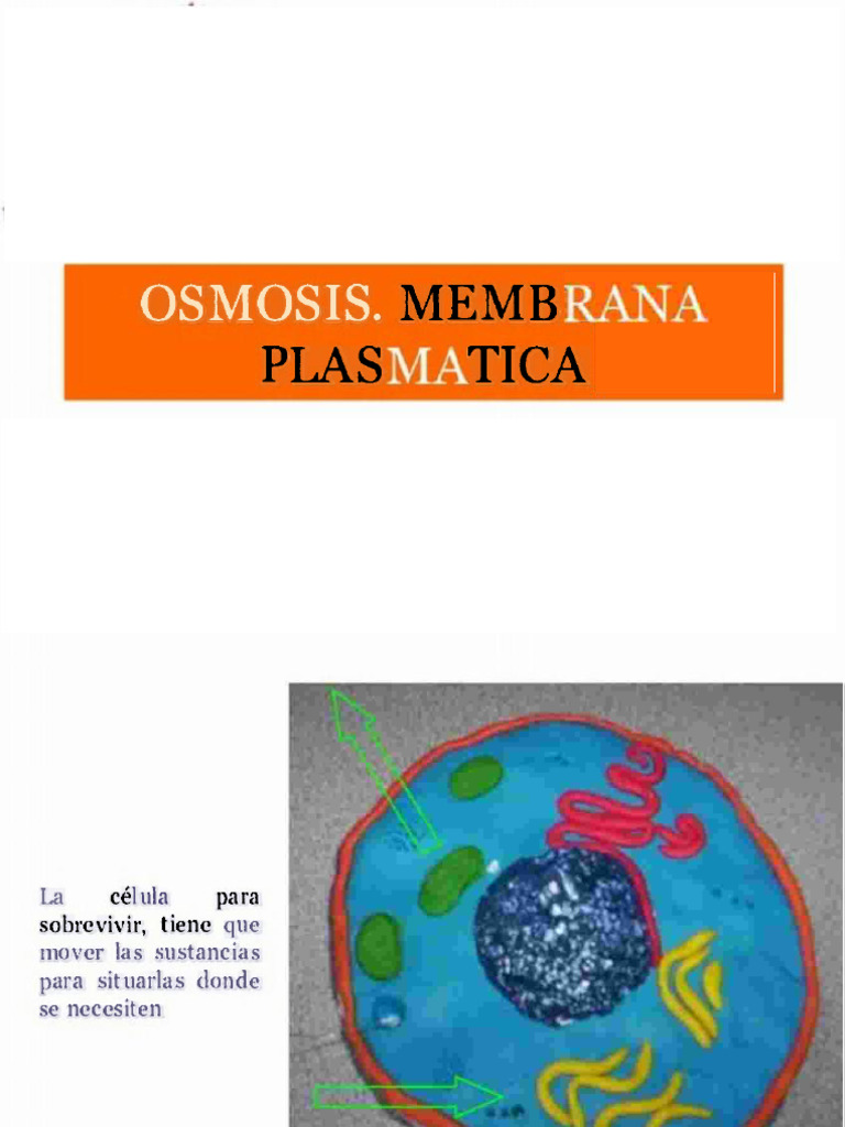 Osmosis Presentation Pdf