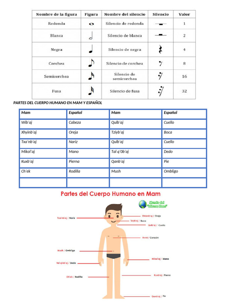 Partes Del Cuerpo Humano en Mam y Español | PDF | Salud y bienestar
